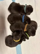 Štěňátka hnědý Labrador Retriever