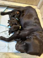 Štěňátka hnědý Labrador Retriever