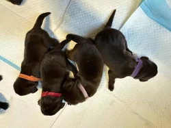 Štěňátka hnědý Labrador Retriever