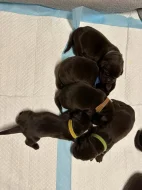Štěňátka hnědý Labrador Retriever