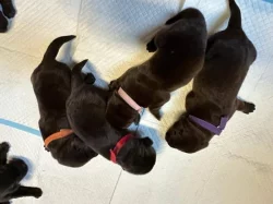Štěňátka hnědý Labrador Retriever