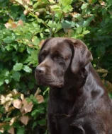Štěňátka hnědý Labrador Retriever