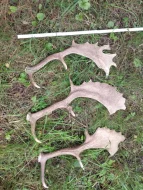 hračka - pamlsek, paroh