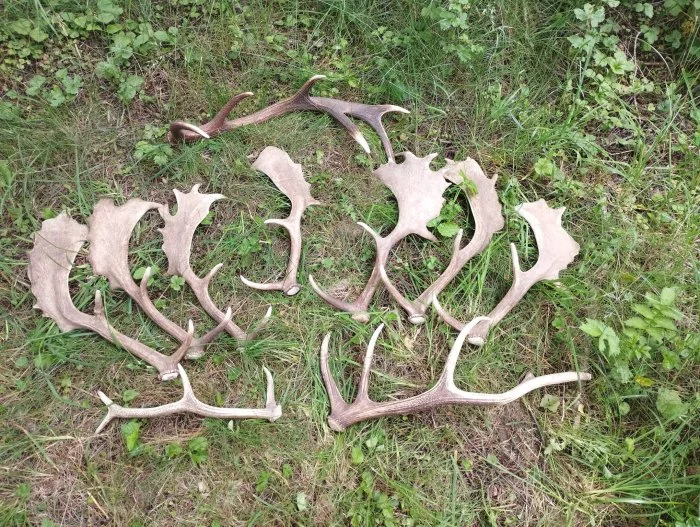 hračka - pamlsek, paroh