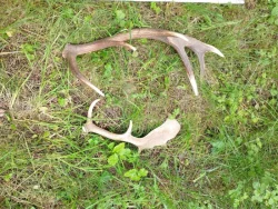 hračka - pamlsek, paroh