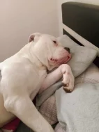 American Bull BB