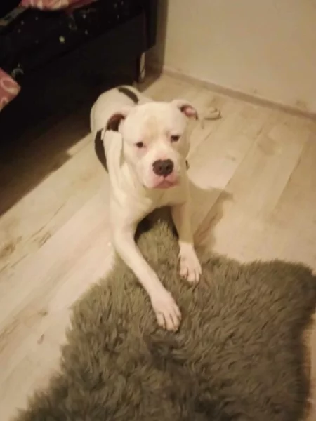 American Bull BB