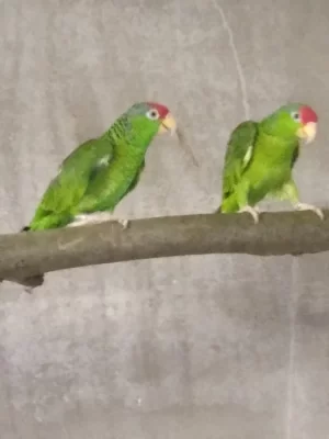 Amazoňan  zelenolící