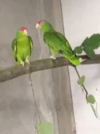 Amazoňan  zelenolící