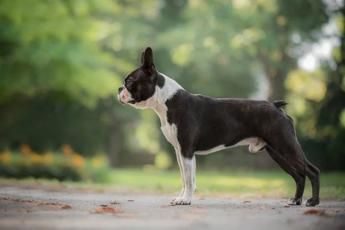 Bostonský teriér s PP ke krytí