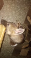 Prodám štěňátka německého ovčáka
