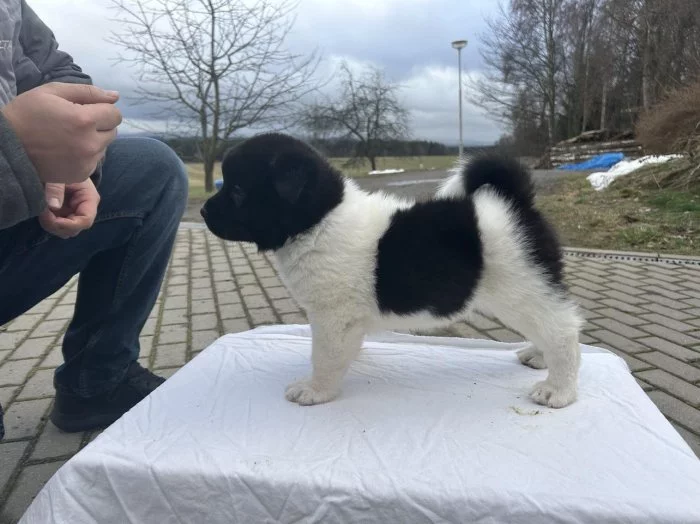 Americká Akita s PP