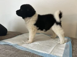 Americká Akita s PP