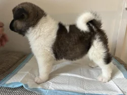 Americká Akita s PP