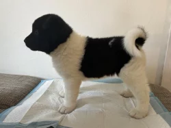 Americká Akita s PP