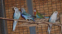 Rosela pestrá různé mutace