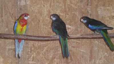 Rosela pestrá různé mutace