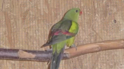 Papoušek Horský