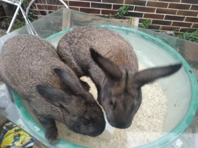 Kalifornský králík