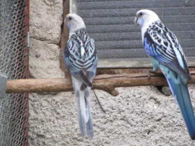 Žlutý královák 0,1, rozely černé, modré pastelové černé