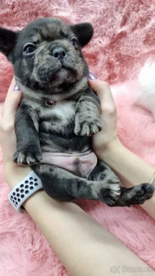 Štěňátko buldoček francouzský pejsek bez pp