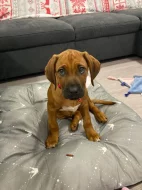 Rhodéský ridgeback