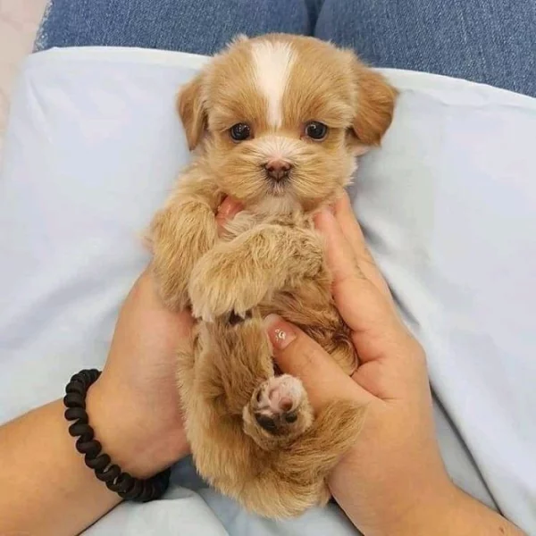 krásná štěňátka Maltipoo k dispozici