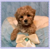 krásná štěňátka Maltipoo k dispozici