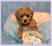 krásná štěňátka Maltipoo k dispozici