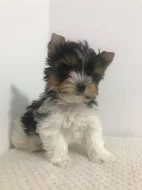 Krásná Biewer Jorkšírský terier štěňátka