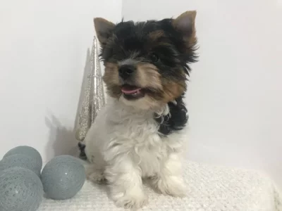 Krásná Biewer Jorkšírský terier štěňátka