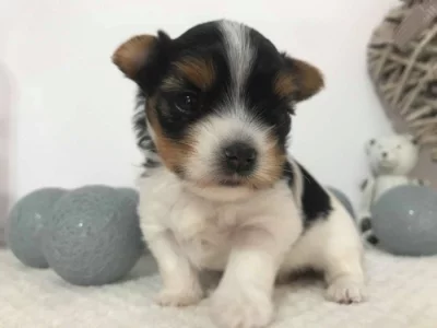 Biewer Jorkšírský teriér (Biewer Yorki)