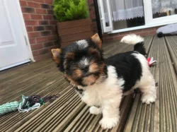 Biewer Jorkšírský teriér (Biewer Yorki)