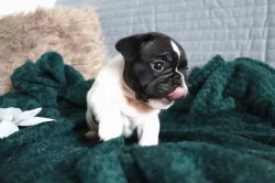 Francouzský buldoček s PP