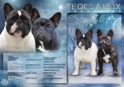 Francouzský buldoček s PP