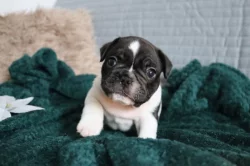 Francouzský buldoček s PP