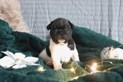 Francouzský buldoček s PP