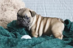 Francouzský buldoček s PP