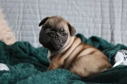 Francouzský buldoček s PP