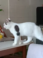 Nabízím sedmi měsíčního kocourka