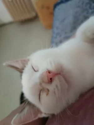 Nabízím sedmi měsíčního kocourka