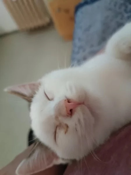 Nabízím sedmi měsíčního kocourka