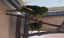 Kakariki červenočerný