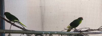 Kakariki červenočerný