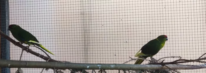 Kakariki červenočerný