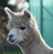 Lama  alpaka - samice