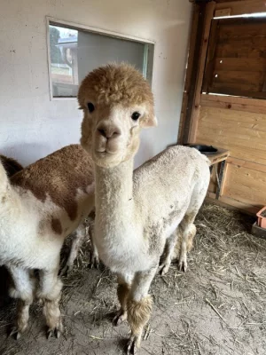 Lama  alpaka - samice