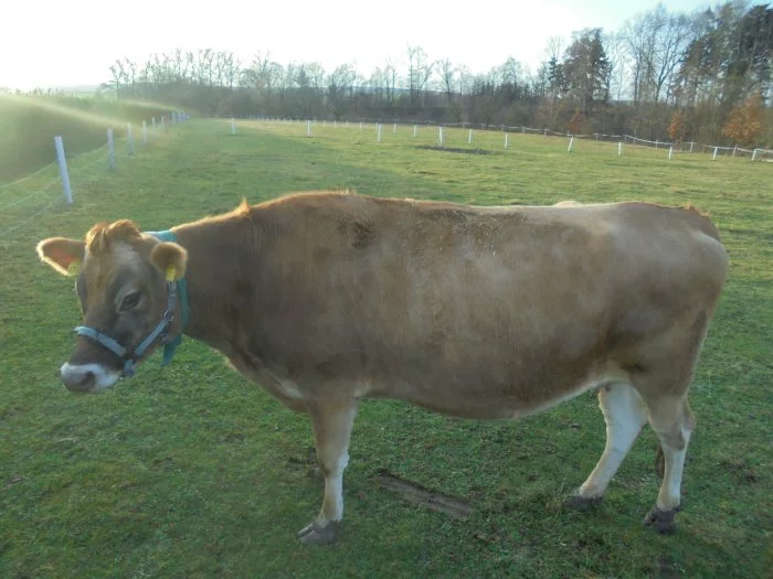 prodám březí jalovici