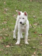 Na prodej štěňátka Kishu (čti Kišu)