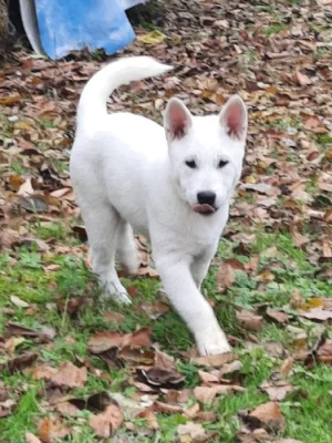 Na prodej štěňátka Kishu (čti Kišu)